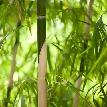 Sådan passer du dine bambus